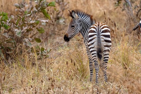 Plains Zebra of the subspecies crawshay's zebra