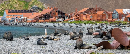 Sea Bears off South Georgia Whaling Station Stromness Bay