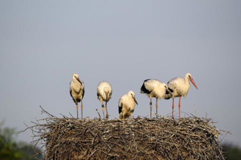 White Stork