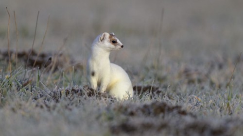 Stoat