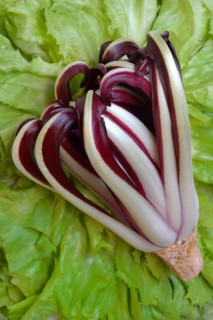 Radicchio in front of endive, Cicorino rosso Tardivo
