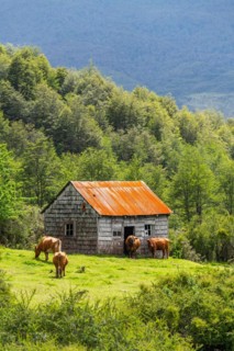 Cows grazing in front of a wooden house covered with shingles, Cerro Castillo National Park, Aysen, Patagonia, Chile, South America