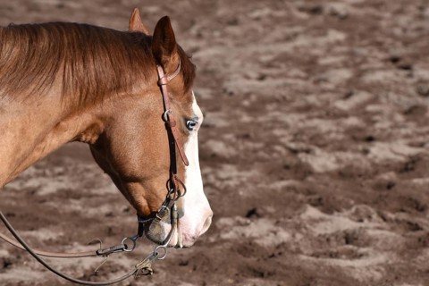 Close-up of the head and neck with headstall and reins of a western horse of the breed American Quarter Horse during training in the riding arena in late winter, chestnut coloured horse with large mar...