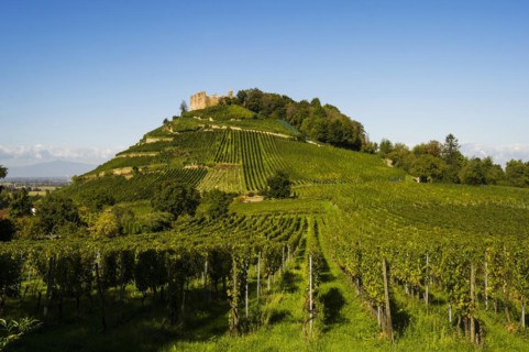 Vineyard and castle, Staufen, near Freiburg im Breisgau, Markgraeflerland, Black Forest, Baden-Wuerttemberg, Germany, Europe