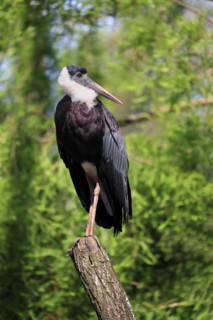 Asian Woolly-necked Stork