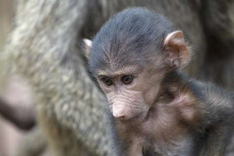 Olive baboon