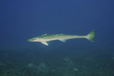 Free floating common remora