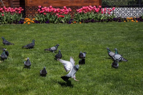 Pigeons on a green lawn in a city park