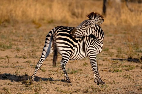 Plains Zebra of the subspecies crawshay's zebra