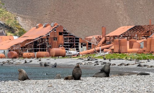 Sea Bears off South Georgia Whaling Station Stromness Bay