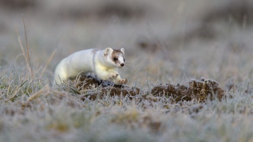 Stoat