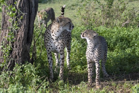 Cheetah