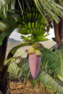 Banana tree with bending up bananas
