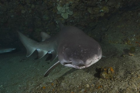 Portrait of sand tiger shark