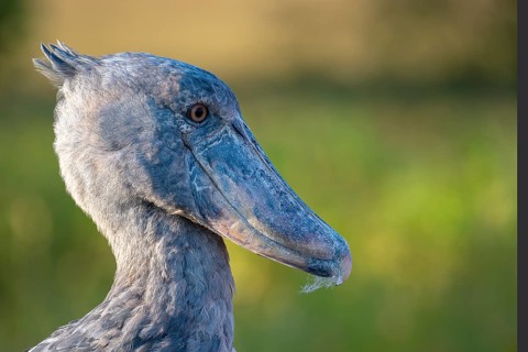 Shoebill