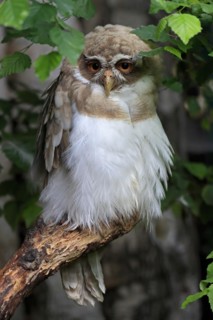 Spectacled Owl