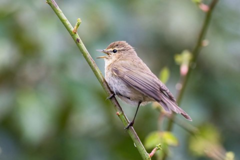 Common Chiffchaff