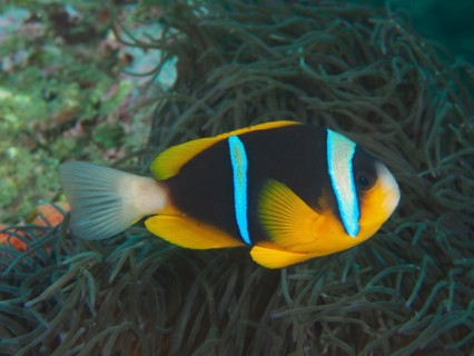 Allards clownfish