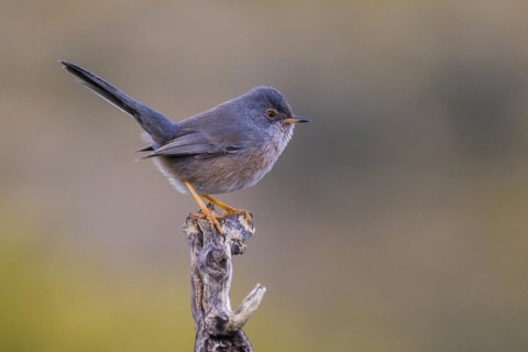 Dartford warbler