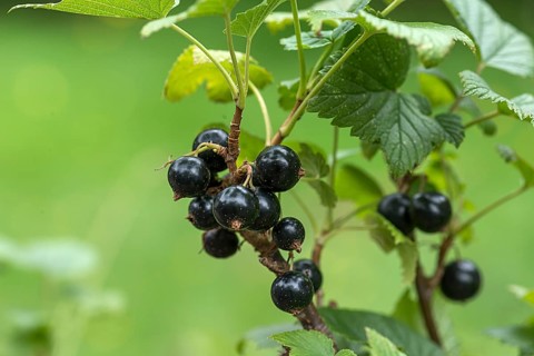 Black currant