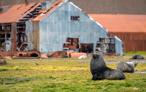 Sea Bears off South Georgia Whaling Station Stromness Bay