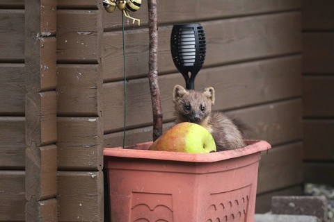 European pine marten