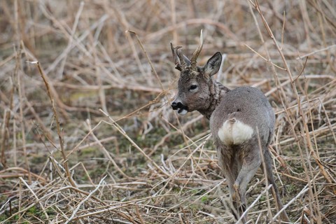 European roe deer