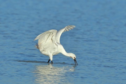 Eurasian spoonbill