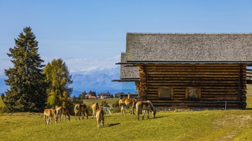 Alpine huts and grazing Haflinger horses