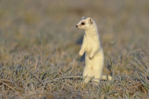 Stoat