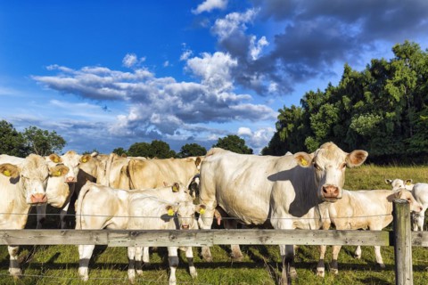 Charolais cattle
