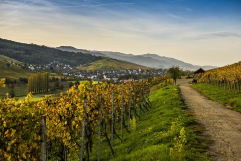 Village and autumn coloured vineyards, sunrise, Pfaffenweiler, near Freiburg im Breisgau, Markgraeflerland, Black Forest, Baden-Wuerttemberg, Germany, Europe