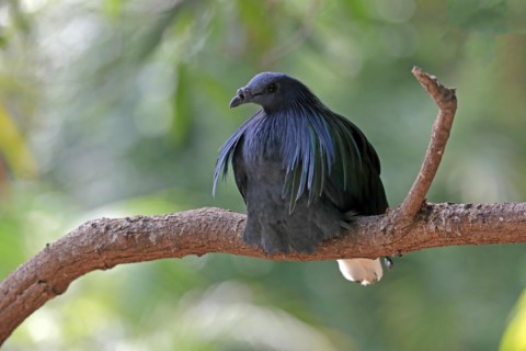 Nicobar pigeon