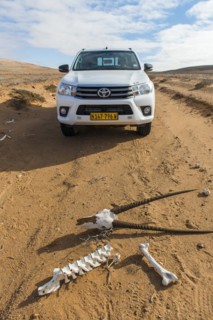Skull and bones of an oryx antelope on the sandy track in front of an off-road vehicle, Sperrgebiet National Park, also Tsau ÇKhaeb National Park, Namibia, Africa