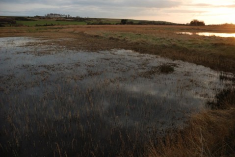 Marsh