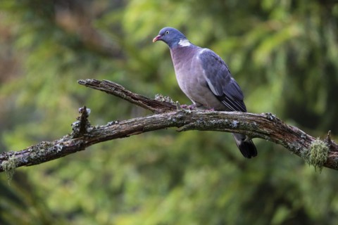 Common wood pigeon