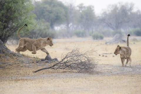 Lioness attacks a second lioness from left to right jumping.