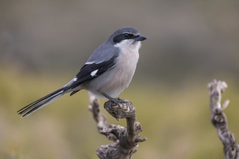 Southern grey shrike