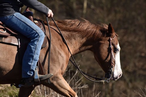 Close-up of the head and neck with headstall and reins of a western horse of the breed American Quarter Horse during training in the riding arena in late winter, chestnut coloured horse with large mar...
