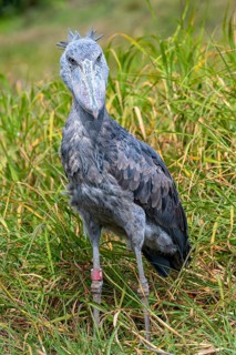 Shoebill
