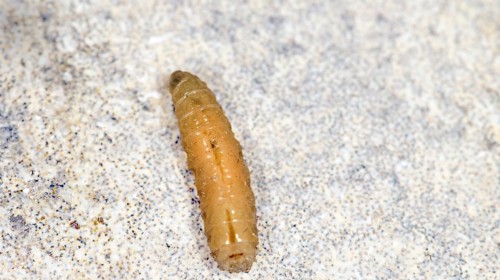 A fly maggot on a terrace floor, Saranda, Albania, Europe