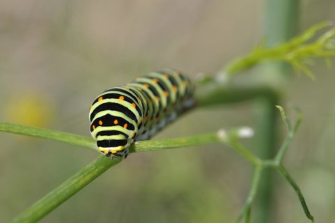 Swallowtail caterpillar on a fennel plant