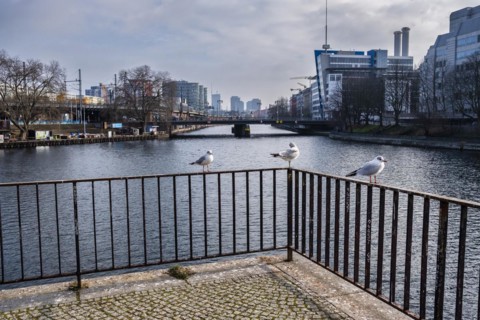 Seagulls on Rolandufer, Berlin, Germany, Europe