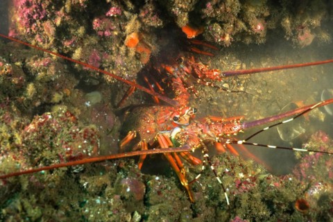 Comb crayfish