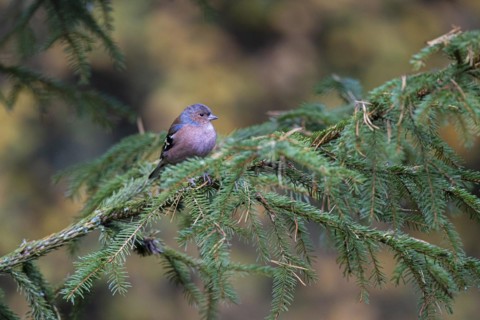 Common chaffinch