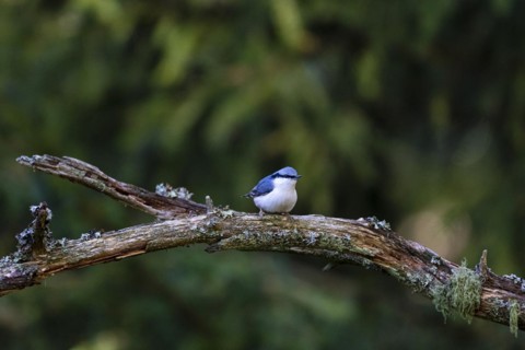 Northern eurasian nuthatch