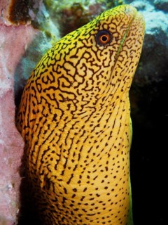 Golden-tailed moray eel