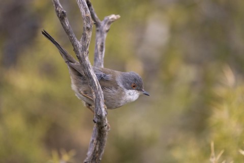 Sardinian warbler