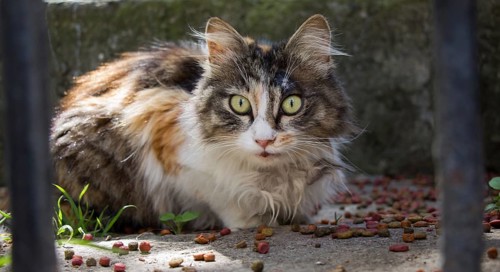Stray cat seen in the street of the city