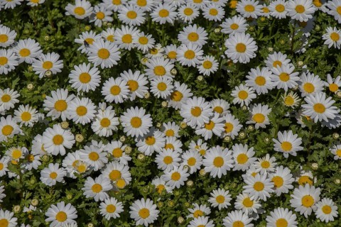 Beautiful daisy flowers as a background